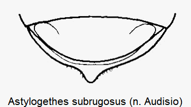 astylogethes_subrugosus_pyg.gif