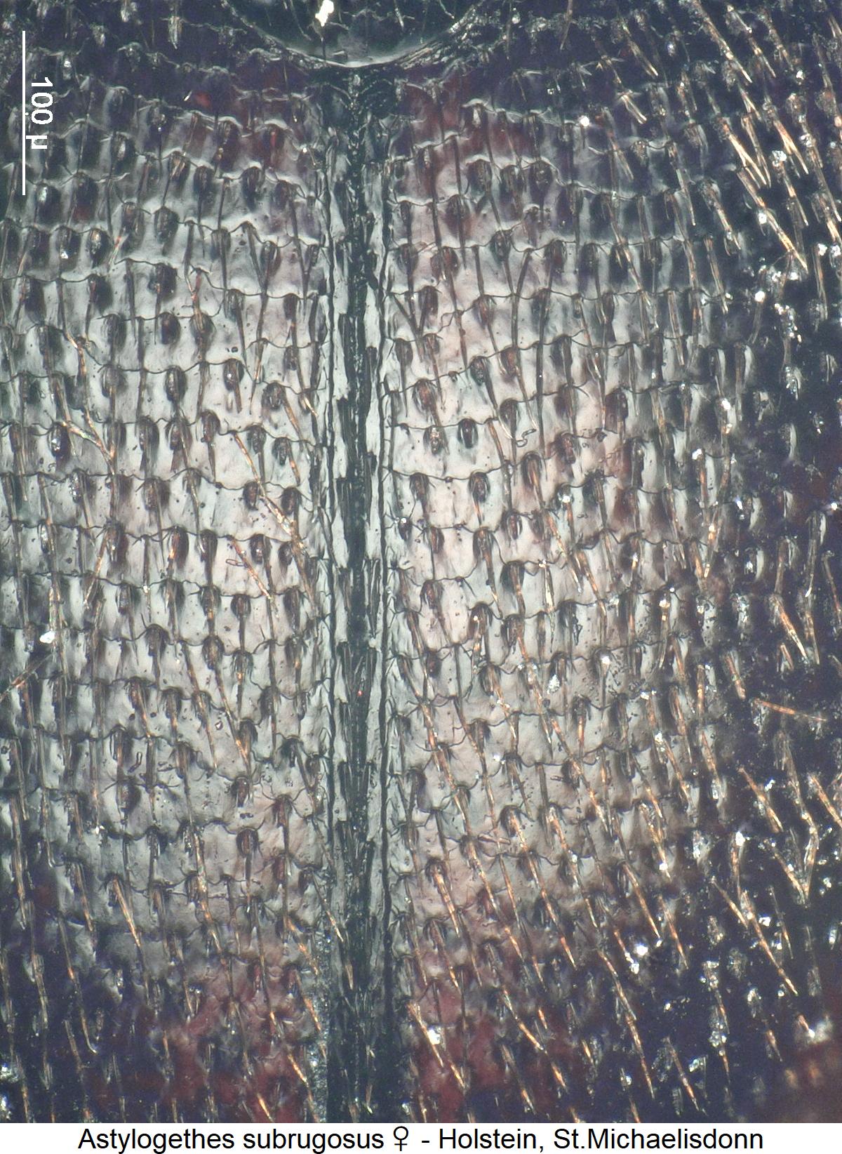 astylogethes_subrugosus_w_int.jpg