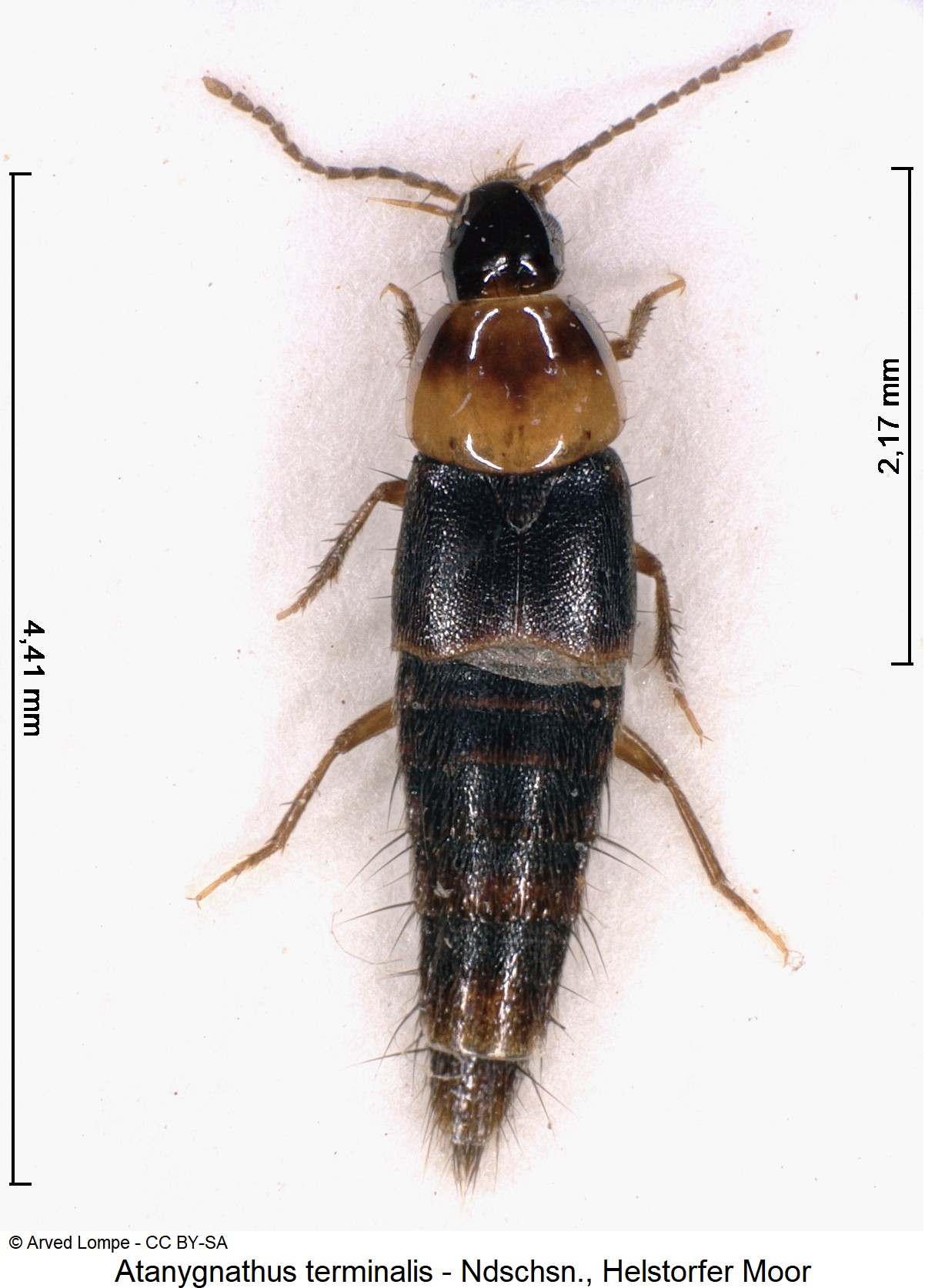 atanygnathus_terminalis_ck5369_hab.jpg