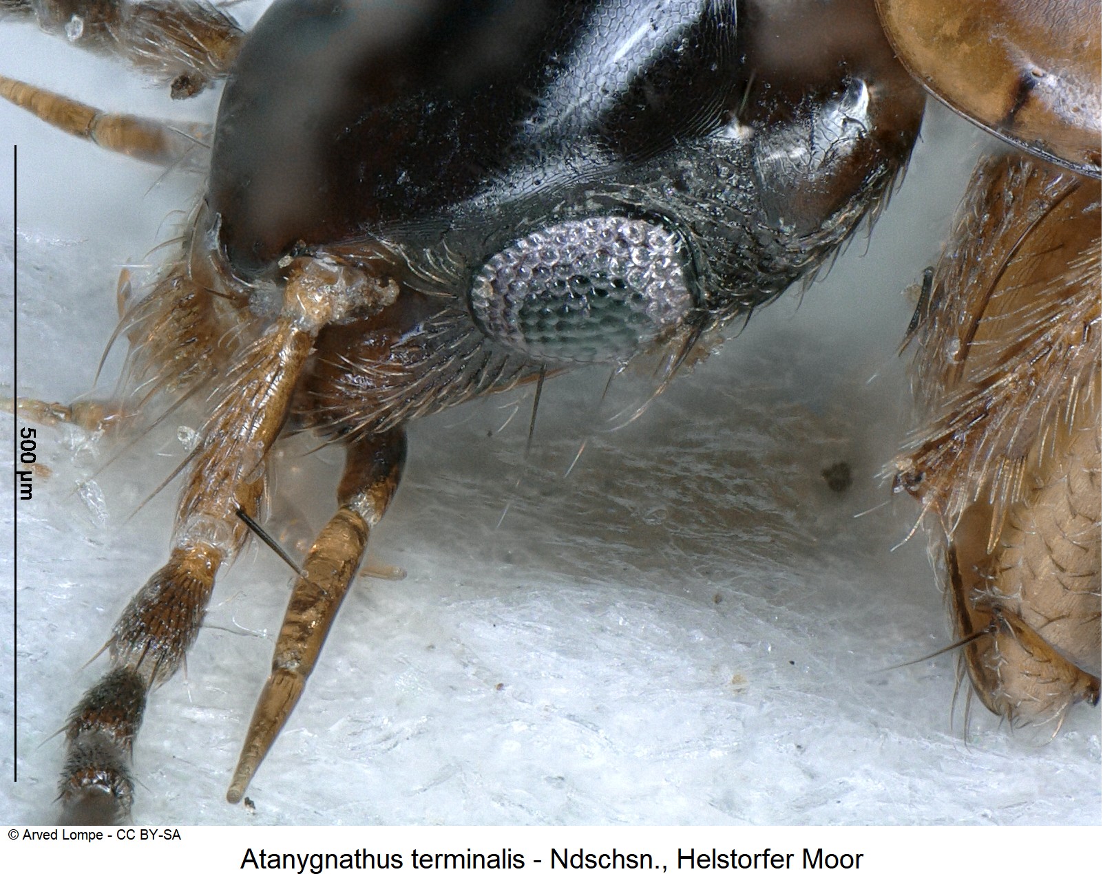 atanygnathus_terminalis_ck5369_k_sa.jpg
