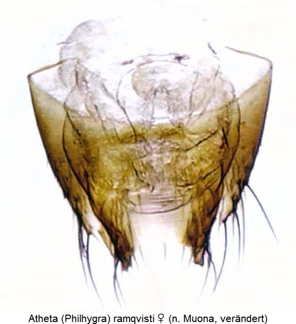 atheta_-philhygra-_w_ramqvisti_ovi.jpg