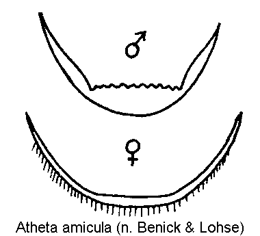 atheta_amicula_pyg.gif