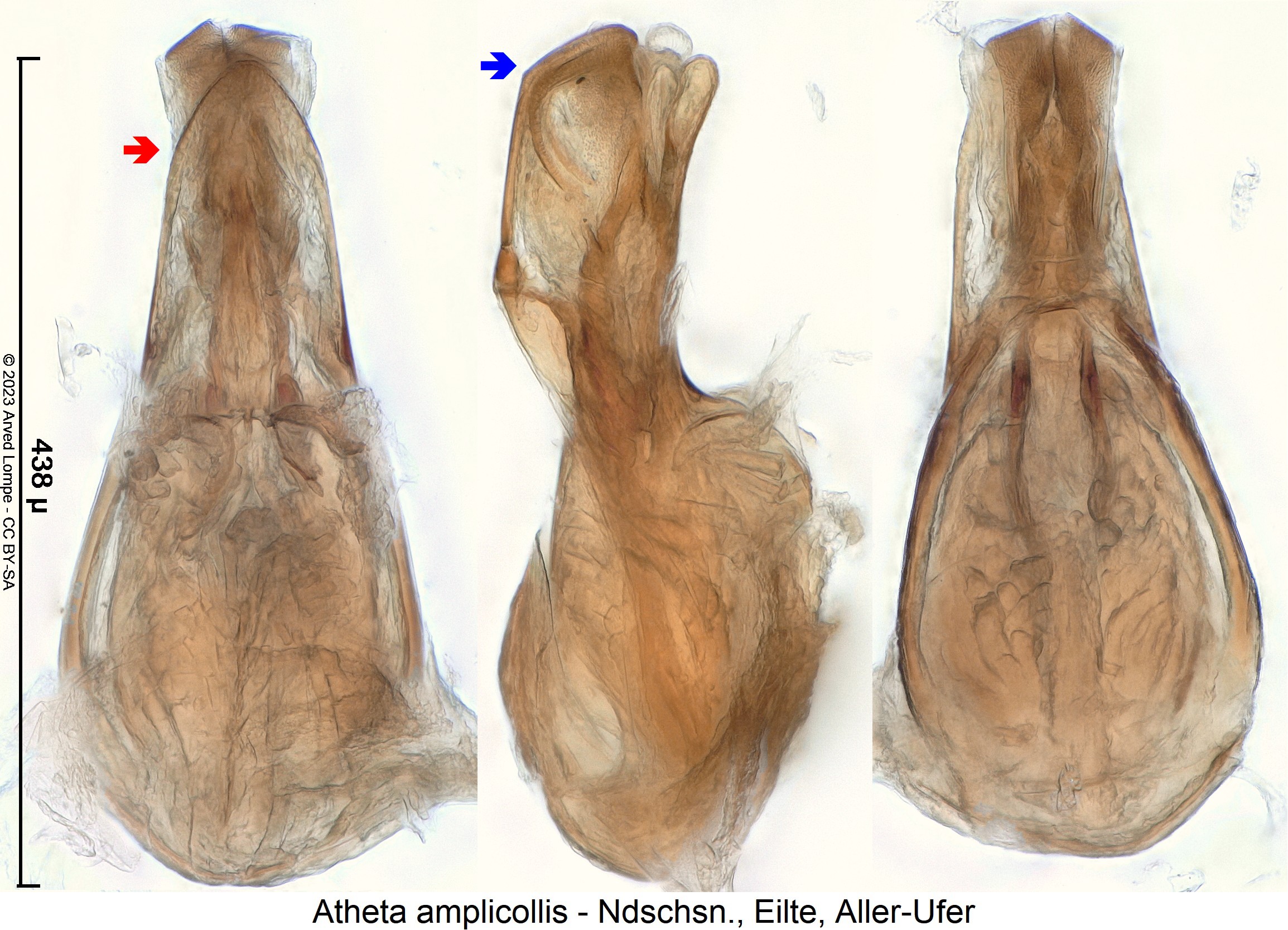 atheta_amplicollis3.jpg