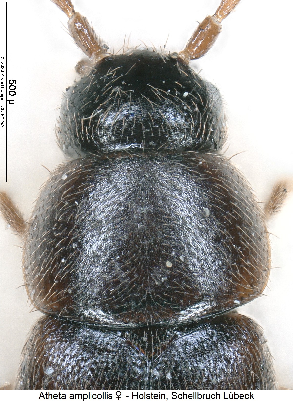 atheta_amplicollis_w_vk.jpg