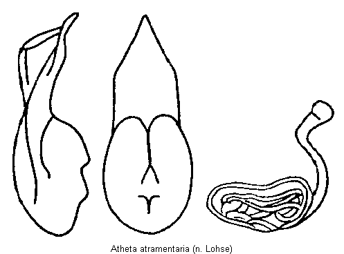 atheta_atramentaria.gif