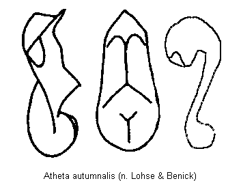 atheta_autumnalis.gif