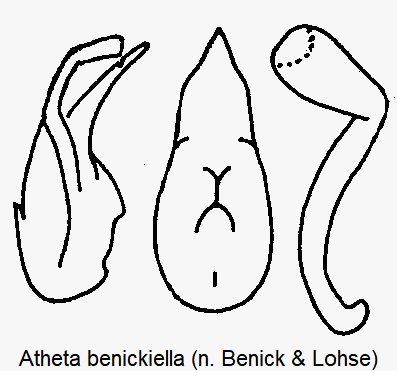 atheta_benickiella.gif