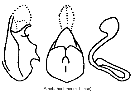 atheta_boehmei.gif