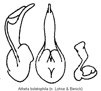 atheta_boletophila.gif