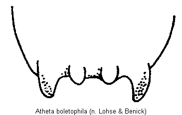 atheta_boletophila_ter.gif