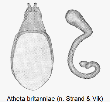 atheta_britanniae.gif