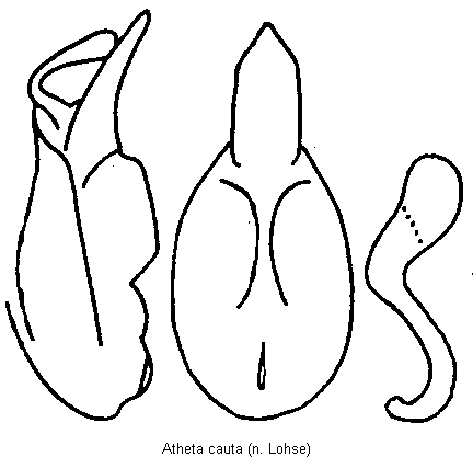 atheta_cauta.gif