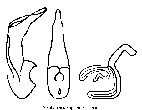 atheta_cinnamoptera.gif