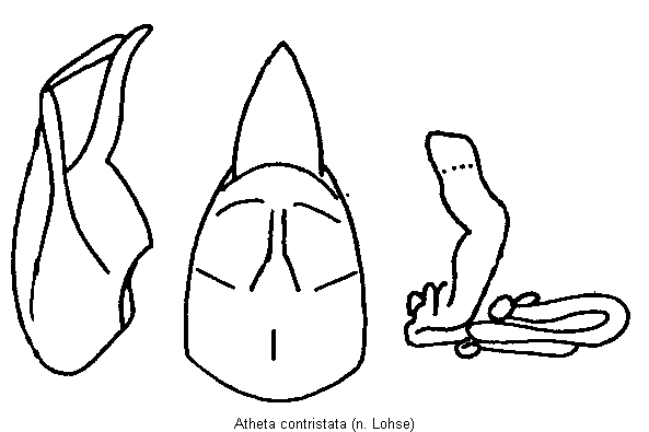 atheta_contristata.gif