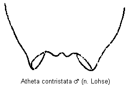 atheta_contristata_ter.gif