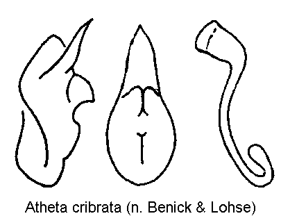 atheta_cribrata.gif