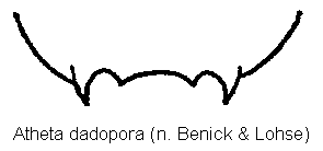atheta_dadopora_ter.gif