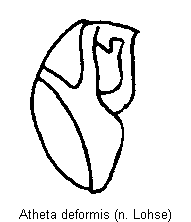 atheta_deformis.gif