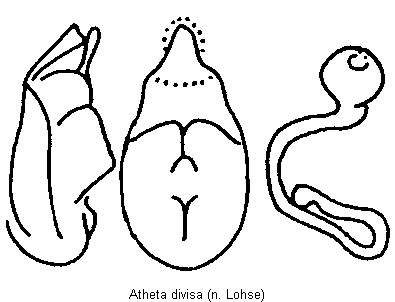atheta_divisa.gif