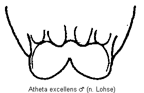 atheta_excellens_tergit.gif