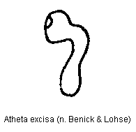 atheta_excisa_sperm.gif