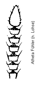 atheta_f.gif