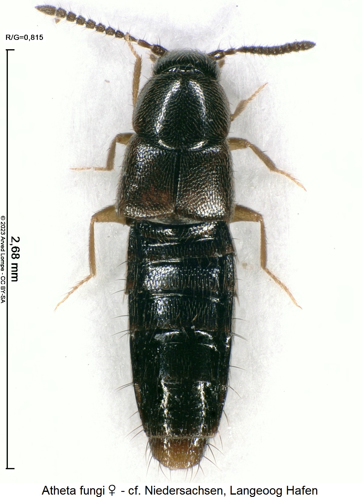 atheta_fungi_w_hab.jpg