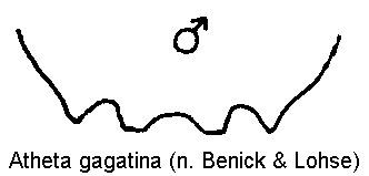 atheta_gagatina_ter.gif