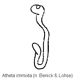 atheta_immixta_sperm.gif