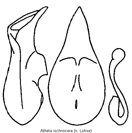 atheta_ischnocera.gif