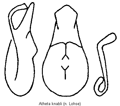 atheta_knabli.gif