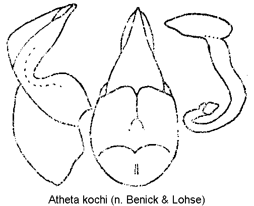 atheta_kochi.gif