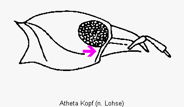 atheta_kopf.gif