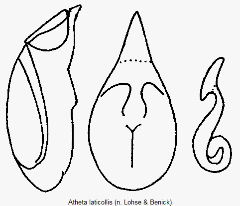 atheta_laticollis.gif
