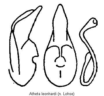 atheta_leonhardi.gif