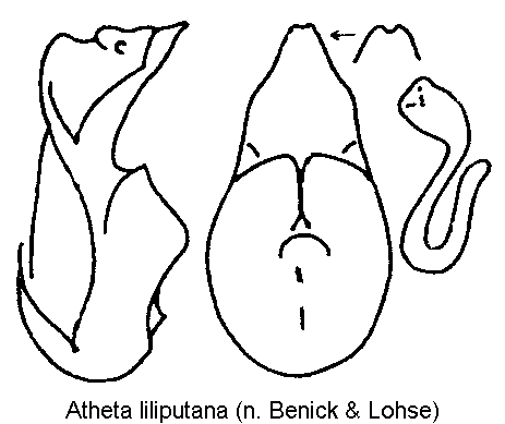 atheta_liliputana.gif