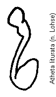 atheta_liturata_sperm.gif