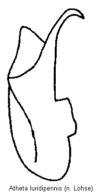 atheta_luridipennis.gif