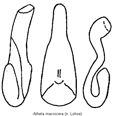 atheta_macrocera.gif