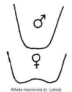 atheta_macrocera_sternit.gif
