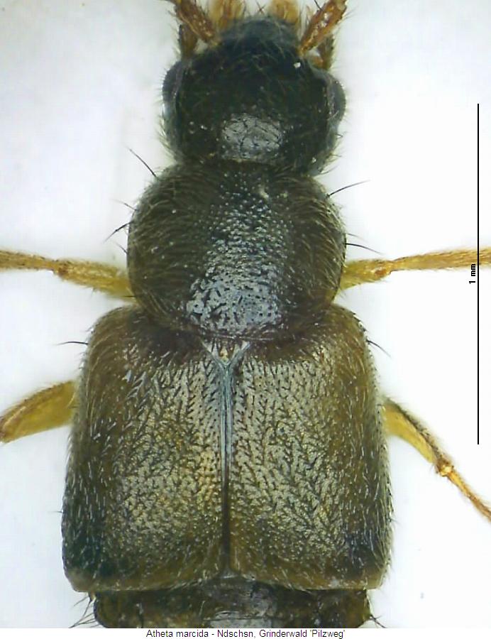 atheta_marcida_vk.jpg