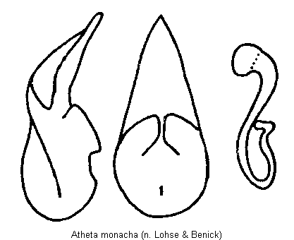 atheta_monacha.gif