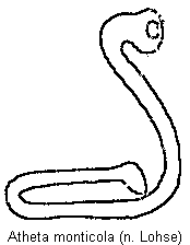 atheta_monticola_sperm.gif