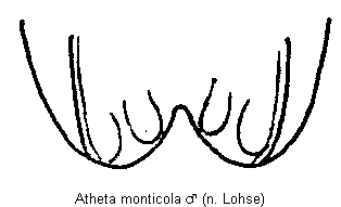 atheta_monticola_tergit.gif