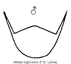atheta_nigricornis_hlb.gif