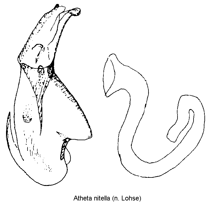 atheta_nitella.gif