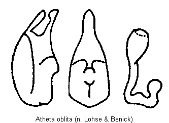 atheta_oblita.gif