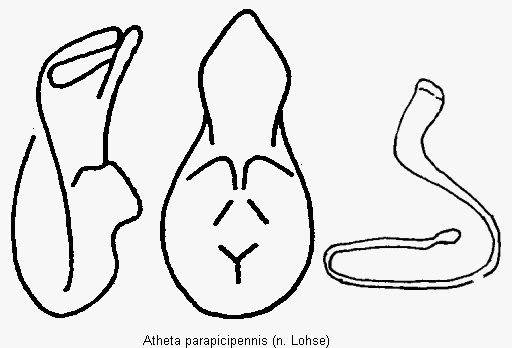 atheta_parapicipennis.gif