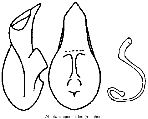 atheta_picipennoides.gif