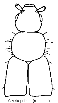 atheta_putrida_vk.gif